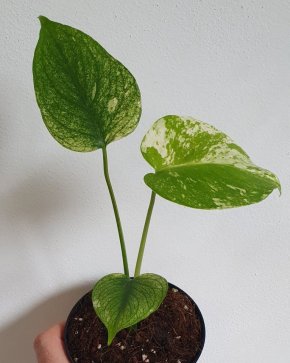 Monstera Deliciosa Mint