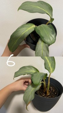 Aglaonema Ghost Frosted