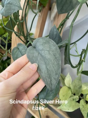Scindapsus Silver Hero - čerstvý řízek