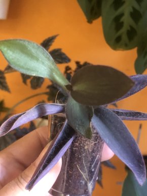 Tradescantia Pallida Purple - baby rostlina.