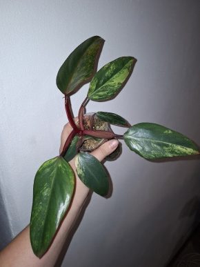 Philodendron strawberry shake
