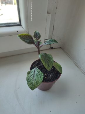 Moud purpurový / Plectranthus purpuratus #3