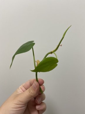 2x Philodendron scandens