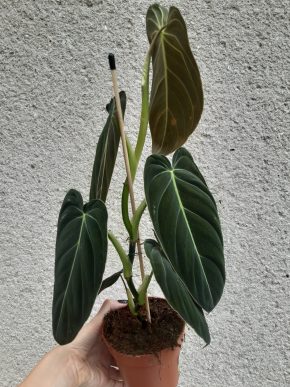 Philodendron Melanchorysum