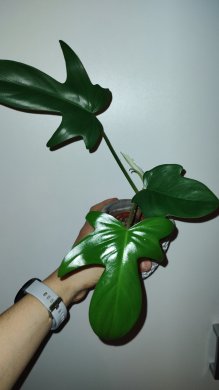 Philodendron Florida