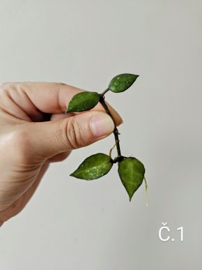 Hoya krohniana 'Black leaves' řízek