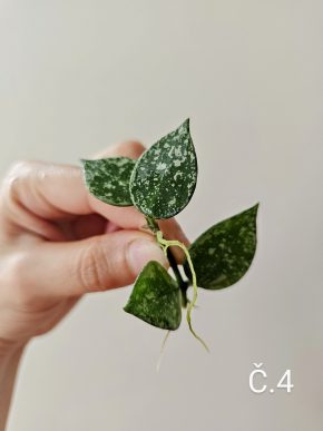 Hoya krohniana 'Eskimo' - řízek