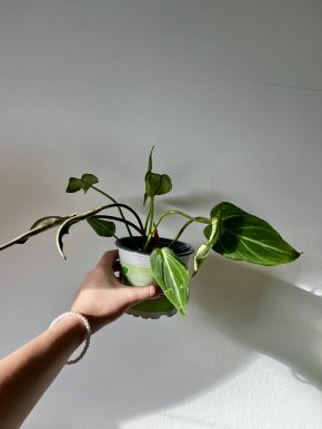 Philodendron gloriosum #1