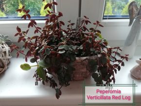 Peperomia Verticillata Red Log