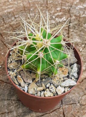 Ferocactus glaucescens