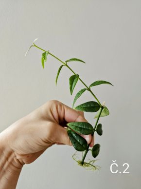 Hoya bella řízek