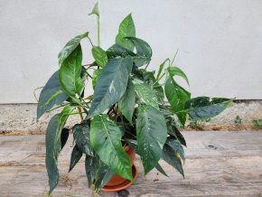 Epipremnum pinnatum Albo Variegata (mřížka)