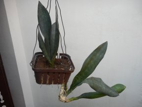 Sansevieria grandis Hook.