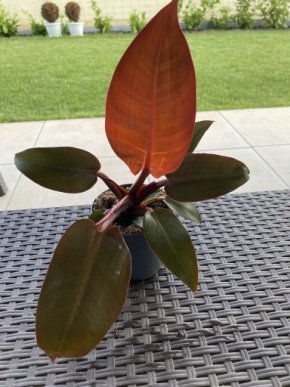 Philodendron Red Sun aukce