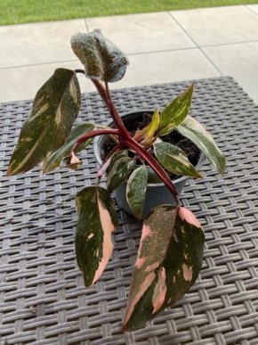 Philodendron Pink Princess Marble