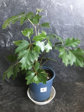 Žumen ( Cissus rhombifolia) + E-BOOK ZDARMA