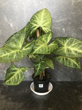 Syngónium -  oblíbená tropická rostlina + E-book ZDARMA Kopie
