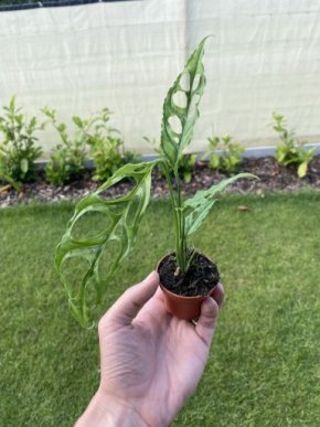 Monstera Obliqua Peru