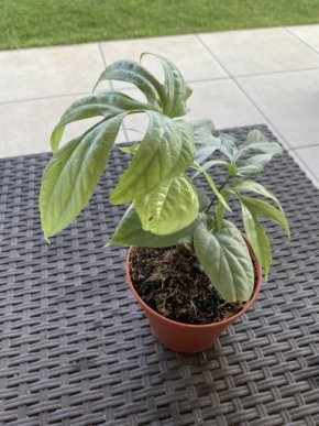 Monstera Amydrium Medium Silver Kopie Kopie