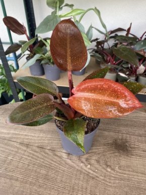 Philodendron Red Sun aukce Kopie