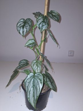 Philodendron bradiatum 2v1