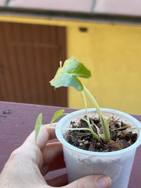 Alocasia gigantea