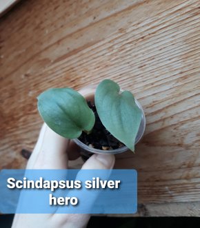Scindapsus silver hero