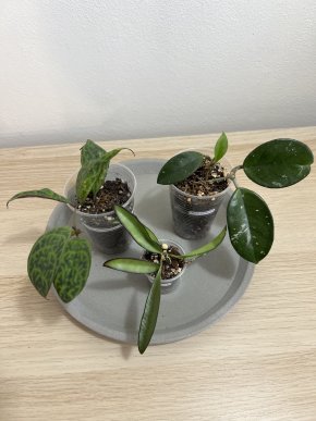 Set 3 zakořeněných rostlin: hoya a aeschynanthus - aukce od 1 Kč