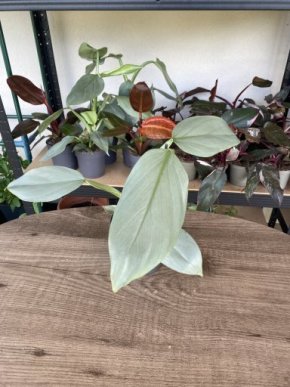 Philodendron Silver Sword