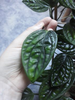 Monstera Peru/Karstenianum