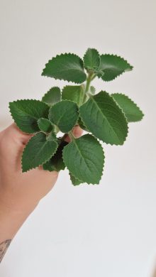 Plectranthus Amboinicus (Rýmovník citrónový) řízky s kořeny