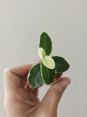 Hoya cummingiana albomarginata