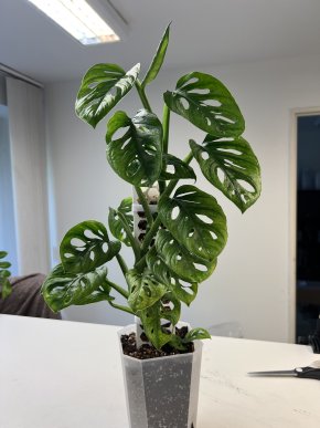 Monstera adansonii mint