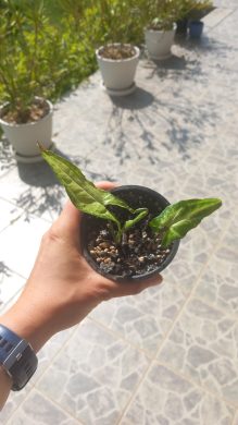 Syngonium angustatum 2v1