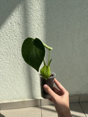 Monstera deliciosa