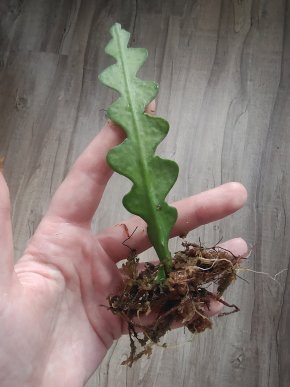 Epiphyllum anguliger "Fishbone cactus"