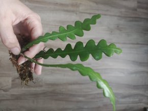 Epiphyllum anguliger "Fishbone cactus"