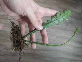 Epiphyllum anguliger "Fishbone cactus"