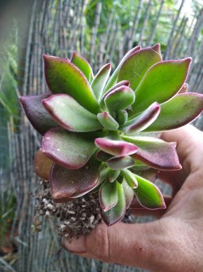 Echeveria pulvinata ruby