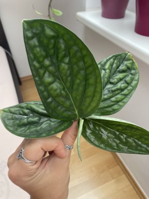 Monstera karnasiana peru - kořenící