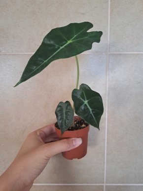 Alocasia amazonica polly_1