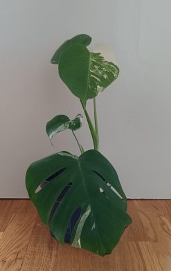 Monstera Albo Variegata 2