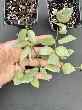 Hoya krohniana super eskimo