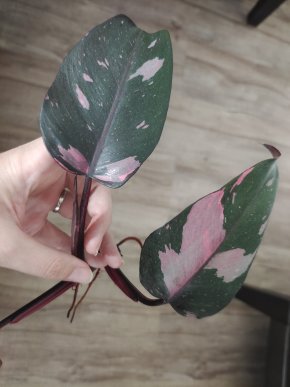 Philodendron Pink princess