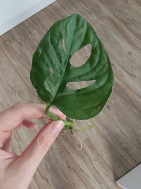 Monstera monkey leaf