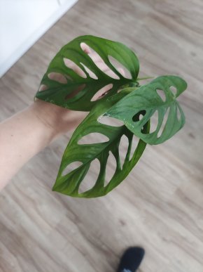 Monstera monkey leaf