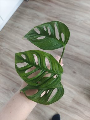 Monstera monkey leaf