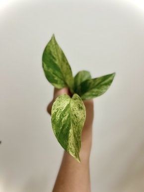 Raritka🪴 - Epipremnum aureum “Snow Queen - Yellow Gem” Vrcholní řízek s Kořínky 🌱