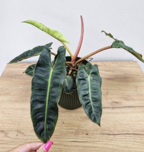 Philodendron Billietiae