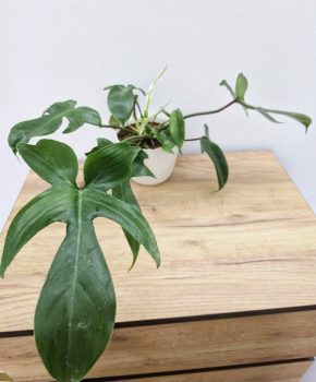 Philodendron Florida Green